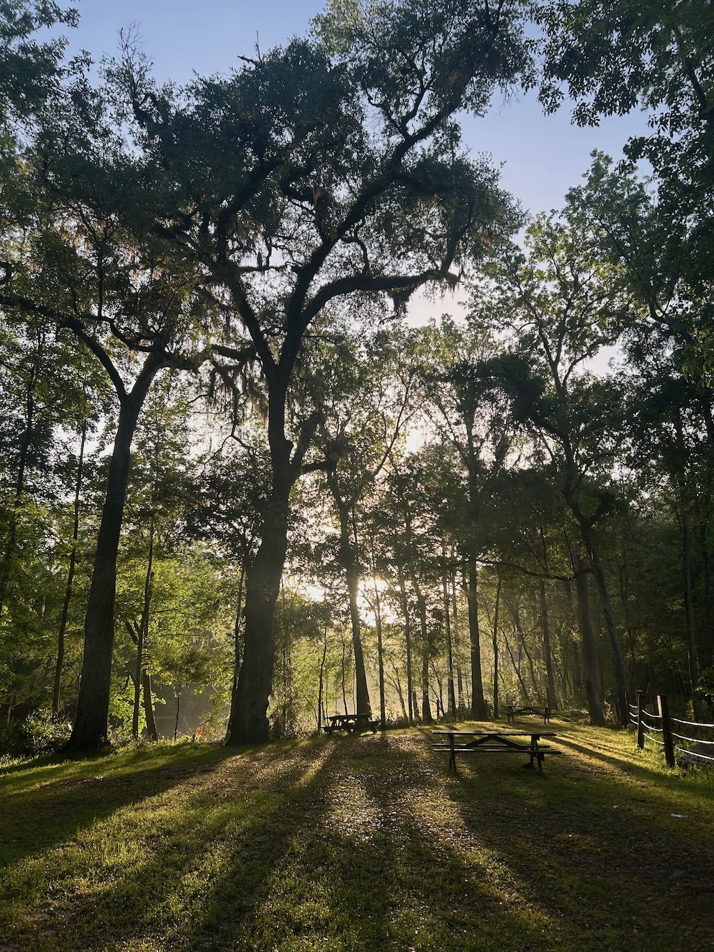 Sunlight filtering through trees at a misty morning campsite along the river